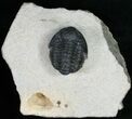 Slightly Curled Gerastos Trilobite - #11004-4